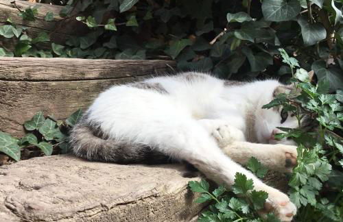 El Retiro de Isabel - Foto 63