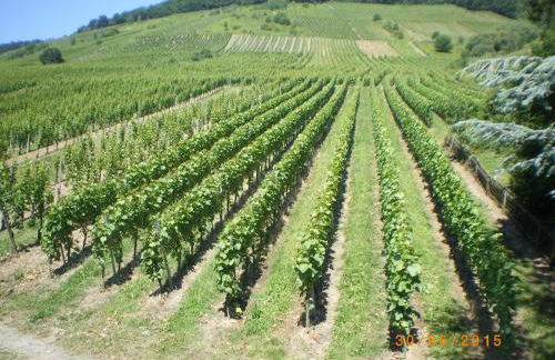 Ferienwohnung Sausen - Foto 44