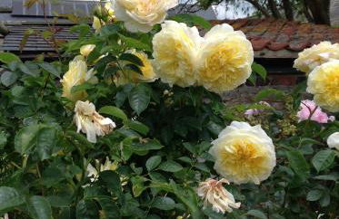 Orchard Cottage, Clematis cottages, Stamford. Accessible luxury home. - Foto 17