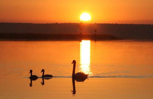 Villa Seeschwalbe Plau - Foto 47