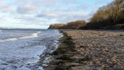 Seesternchen - Foto 2