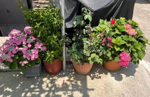 Pandeklare - Photo 23