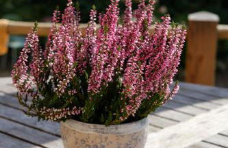 Fewo-Mundi - Foto 47