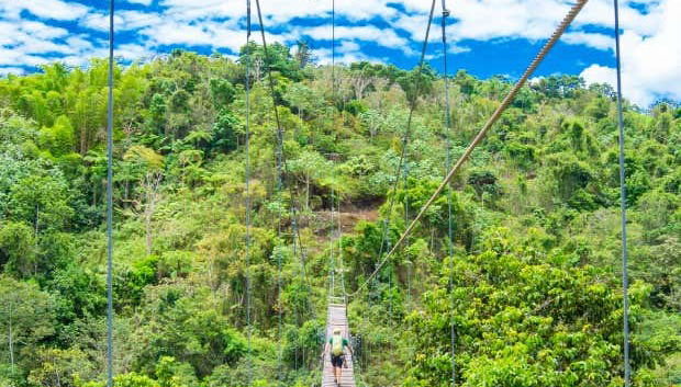 Vistas da floresta de Orocovis