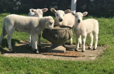 Sea view cottage - Foto 21