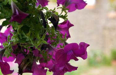 Anna's Corfu Escape Apartments 2 - Foto 25