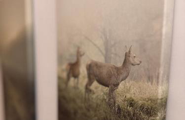 Forest Mood - Foto 52