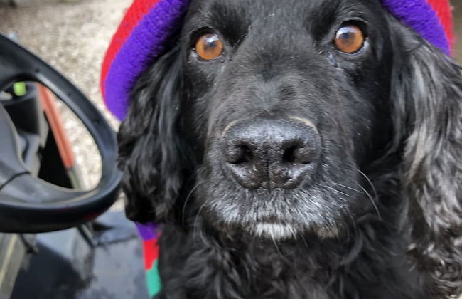 The Peacock Shepherds Hut at Hafoty Boeth - Foto 9