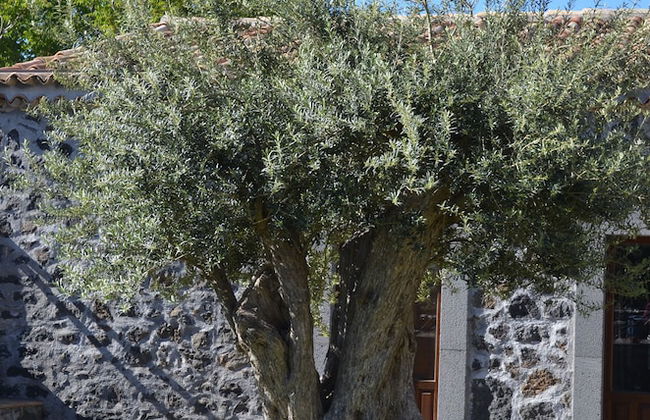 Bosco Ciancio - Photo 52