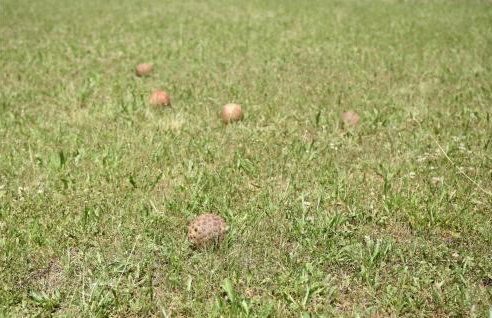 Three-Bedroom Holiday Home In Dicmo - Foto 18