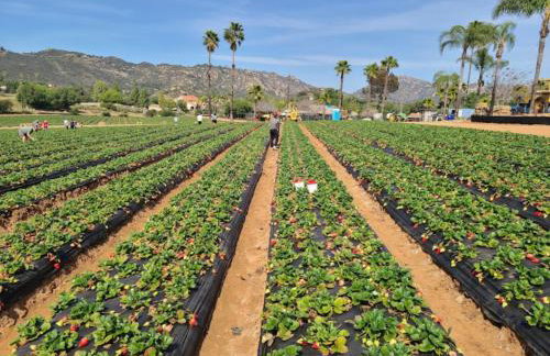 Entire Private Home with 5 Bedrooms 4 Bathrooms, 3-Acres Estate, 3000 sqft, near Winery in Fallbrook, Available Now - Foto 60