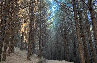 Fazenda Rodeio Bonito - Photo 8