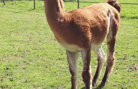 La reserve - Foto 44