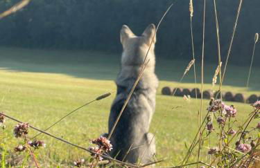 La Ferme de Belbouys - Foto 56