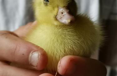 Ferienhaus Fischerhaus - Ruhe und Natur an der Dordogne - Foto 60