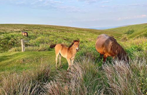 Winstitchen Cottage situated near the River Barle - Foto 38