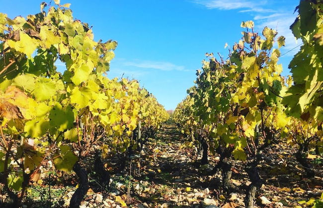 La Maison du Grand Four en Bourgogne, Au coeur de Vignes, Piscine et Sauna - Foto 46