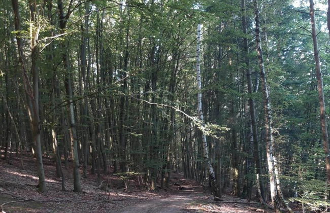 Apartment in Twistetal Oberwaroldern - Foto 29