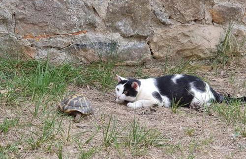 Appartement T2 Six Fours Cap Negre,1 mn à pied de la mer - Foto 42