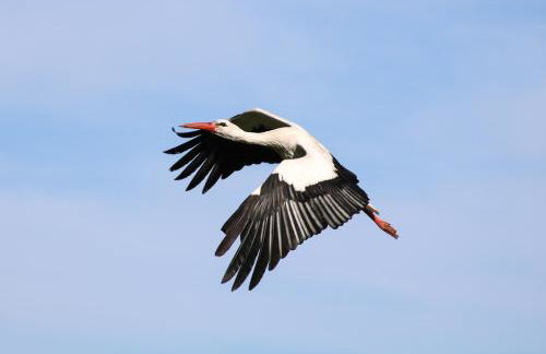 Leśna 21 Dom Północ przy PUSZCZA BIAŁOWIESKA - Foto 53