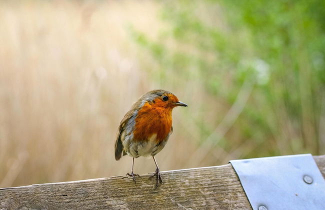 Lakefront Retreat w/ Hammock - Foto 18