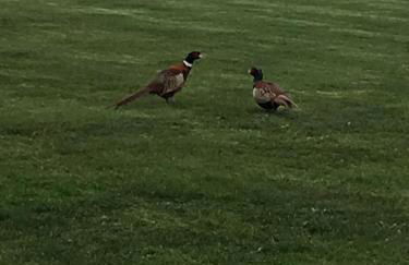 Pheasant Suites - Foto 36