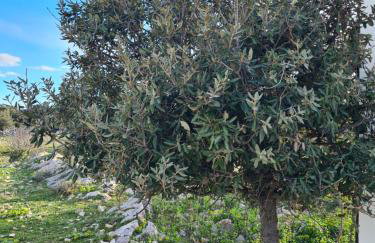 Tiny House Laurus - Stivan, Cres - 900 m to Merascica beach - Foto 13