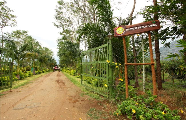 Harvest Fresh Farms - Foto 23