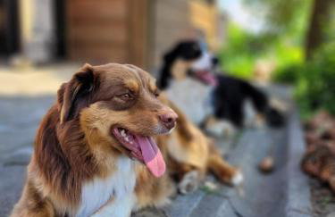 Domek na Obidzy - Foto 18