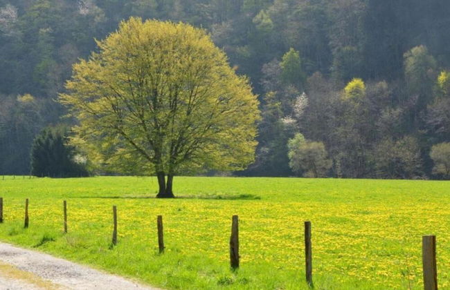 Holiday Home in Malmedy Near Reinhardstein Castle - Foto 38