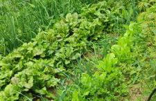 Agroturystyka Zielony Domek - Apartament na wyłączność, slow life, staw, oswojone zwierzęta gospodarskie, posiłki z własnych eko produktów - Foto 34