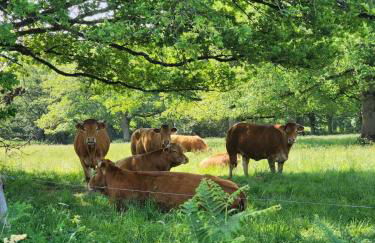 Le Chalet Limousin - Foto 29
