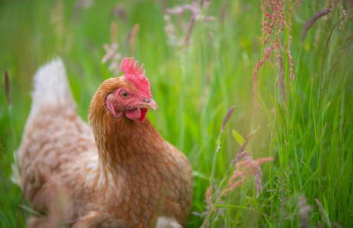 21 Callanish Luxury Pod - Photo 10