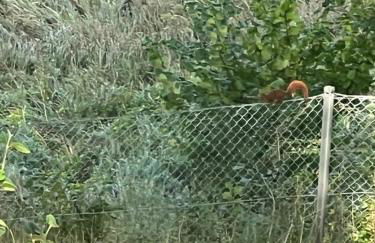 foresthaus - Foto 22