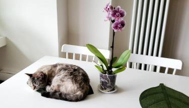 A Happy Home! - Foto 5