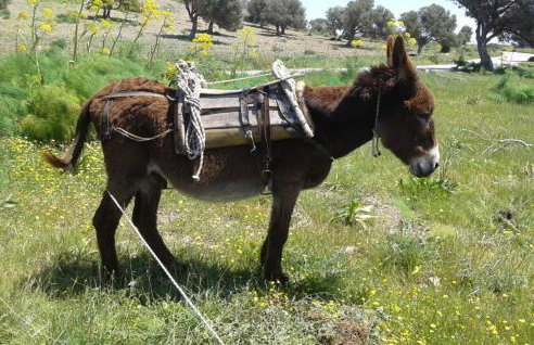 Villa Irena - Foto 16