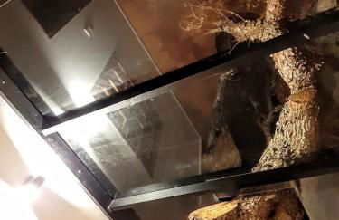 Beach Tree House - Foto 16