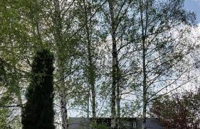 Domek Pod Brzozami - Foto 7