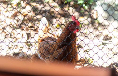 Casa Boa Vida - Foto 26