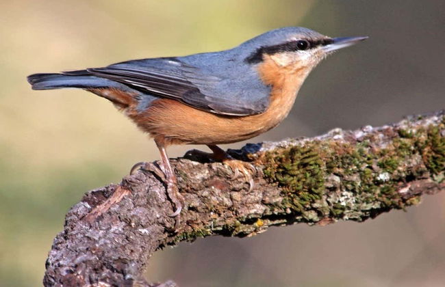 Avistamento de aves na Sierra de Aracena - Foto 3