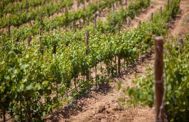 Monte da Esperança - Photo 27