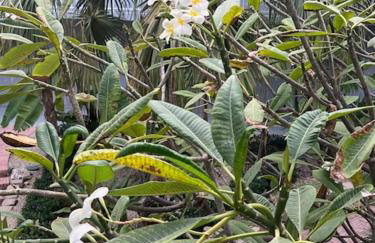 Casa Clara Condos - Foto 7