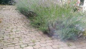 Apartments im Einhornhaus - Foto 2, Garden