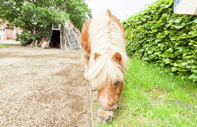 Uden Chalet With Scenic Terrace - Foto 22