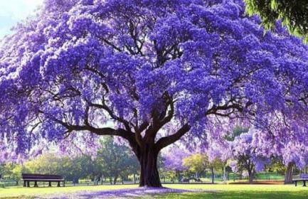 Aux Trompettes Violettes - Foto 51