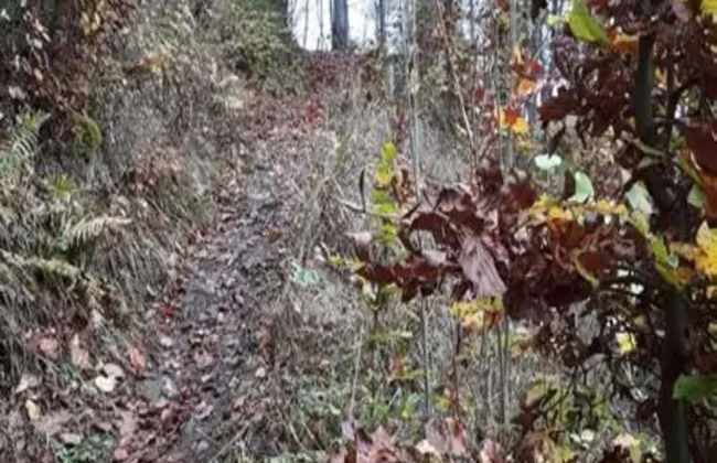 Ferienhaus in Wieda mit Garten - Foto 28