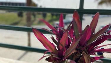 Atlantic Lodge, 1ª linha de praia! - Foto 4