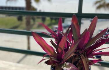 Atlantic Lodge, 1ª linha de praia! - Foto 4