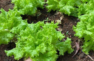 Chalé de luxo pertinho de Monte Verde - Foto 19