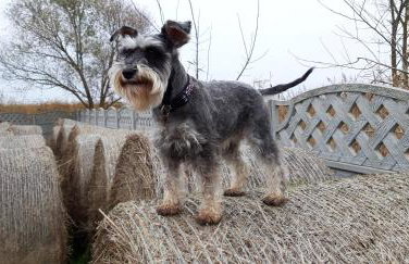 Wierzbowa Ostoja - Domek letniskowy BOSMAN - Photo 31